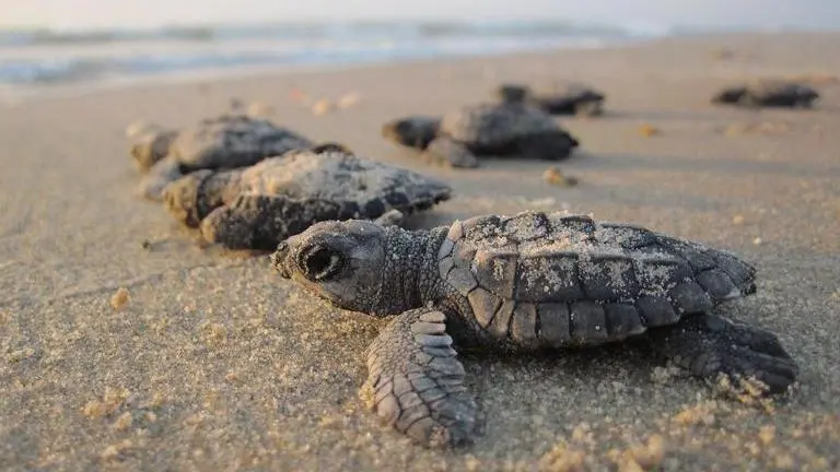Humans laying low, record number of Olive Ridley turtle hatchlings released in Mexico Mexico