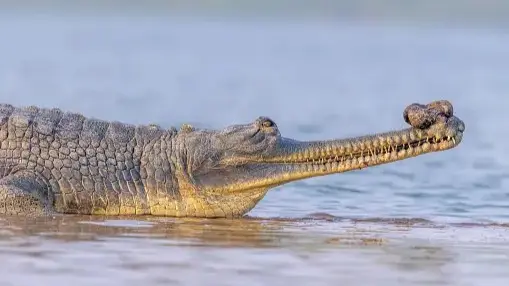 5 Animal Species That Can Only Be Spotted In India: The Indian Rhinoceros To The Bengal Tiger Animals only found in India