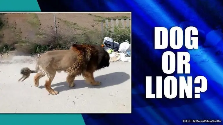 Spain: Police arrives to rescue lion only to find it was a dog Spain