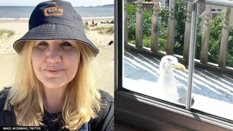 Woman complains about seagull terrifying family for 5 years, netizens curious to know why Viral news