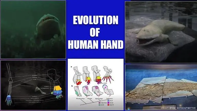 Fish fossil reveals hidden evolution, Elpistostege linked to humans