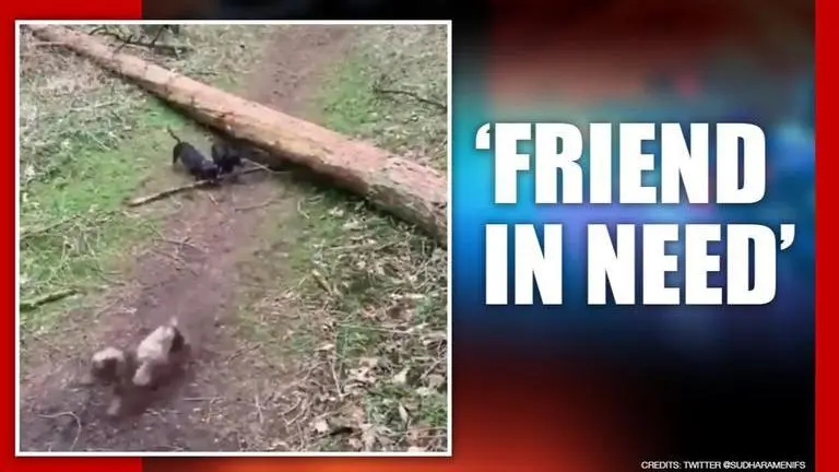 Video of a dog helping its stranded friend wins internet, Watch Dashund