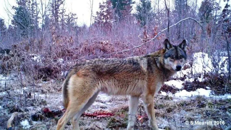 Rangers in France capture one escaped Canadian Wolf, five still on lose France: Rangers capture one escaped Canadian Wolf, five still on lose