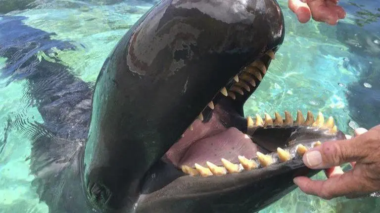 62 Dolphins in Bhitarkanika & nearby areas: Census