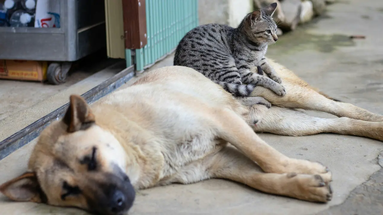 Tips To Stay Safe Around Aggressive Stray Animals Stay Safe Around Stray Animals