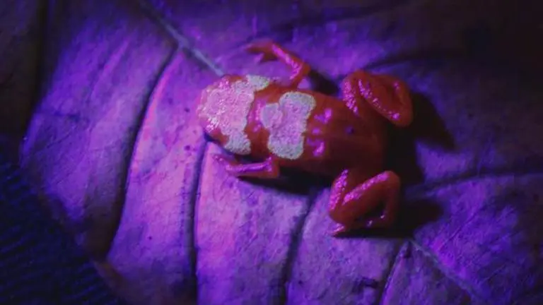 New species of glowing pumpkin toadlet discovered in Brazil, see pics Image Credits: PLOS ONE