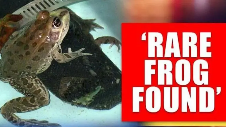 Rare leopard frog found far away from its known habitat in Central Arizona leopard frog