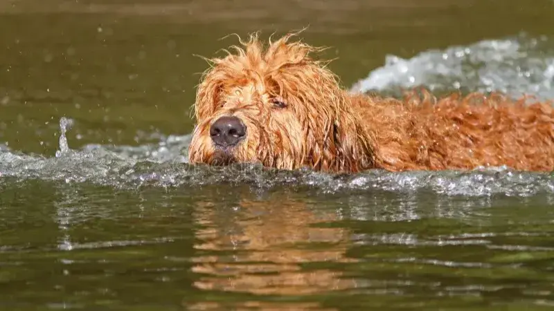 In Madhya Pradesh, BTech graduate drowns in bid to save pet dog.