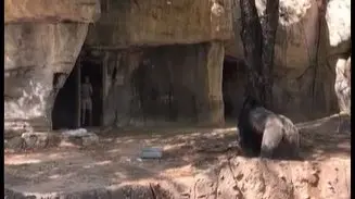 Viral: Zookeepers Trapped Inside Gorilla Cage
