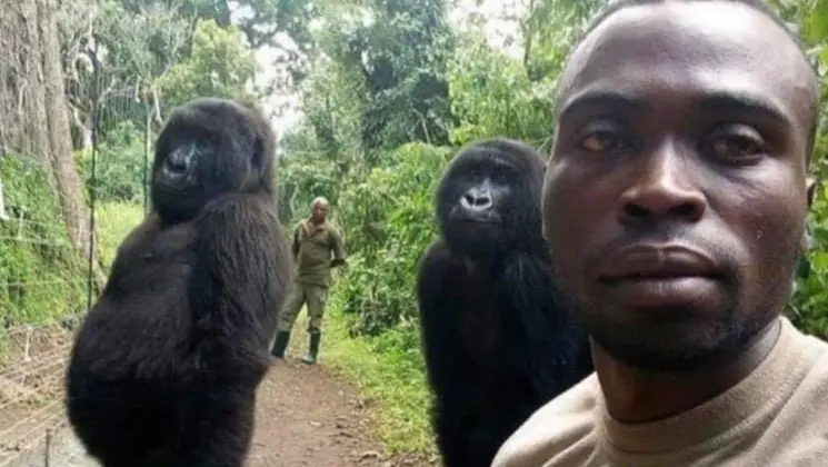 Funny Image Of 2 Gorillas Posing For Selfie With Rescuer Will Make You Laugh All Day Long | See PIC Two Gorillas pose For A Selfie