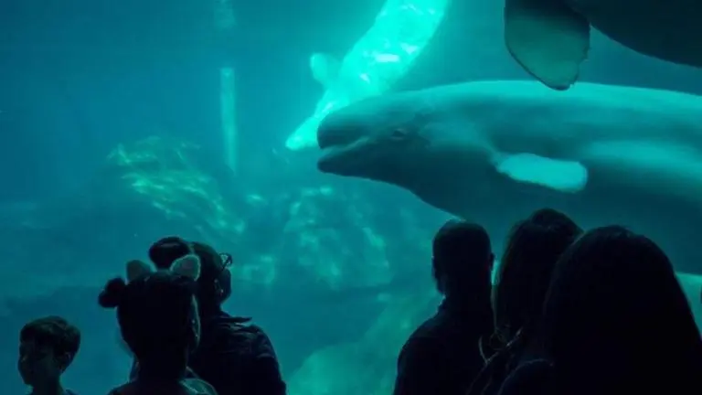 Beluga Whale's adorable reaction on seeing toy whale in girl's hand, watch video Beluga Whale