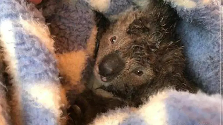 Australian Bushfire: Injured Koalas treated; officials re-release them into the wild Koala