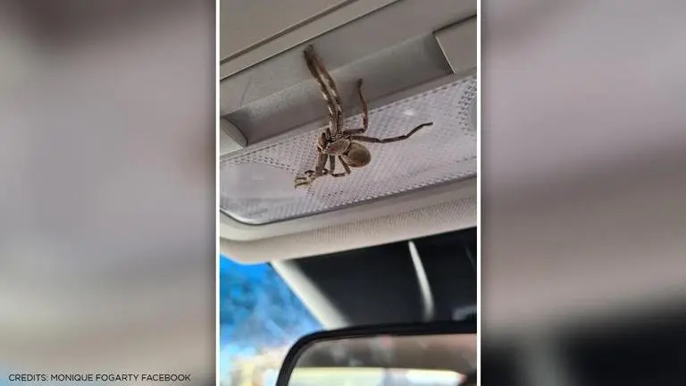 'Chilling': Huge huntsman spider crawls to the mirror as woman drives car, see pics huntsman spider