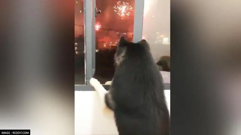 Happy New Year: Video of cute doggo viewing fireworks welcoming 2022 goes viral; Watch Happy New Year