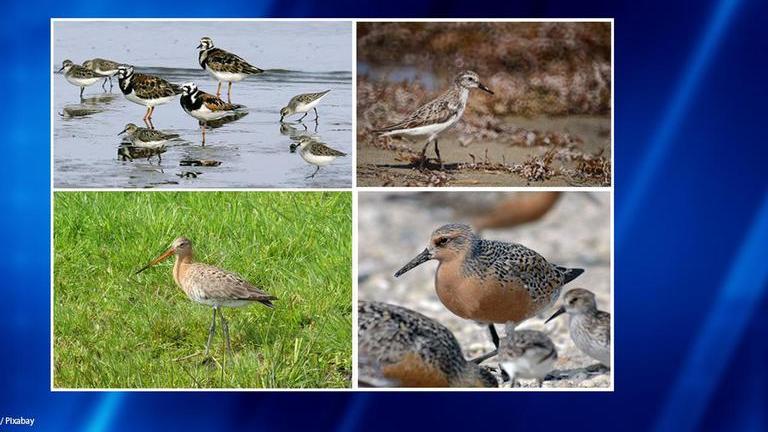 Endangered shorebirds hunted in large numbers during annual migration ...