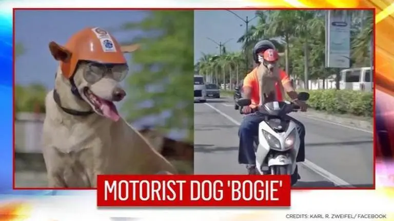 Biker dog dons reflector sunglasses, jacket as he takes to Philippine highways; Watch Biker dog