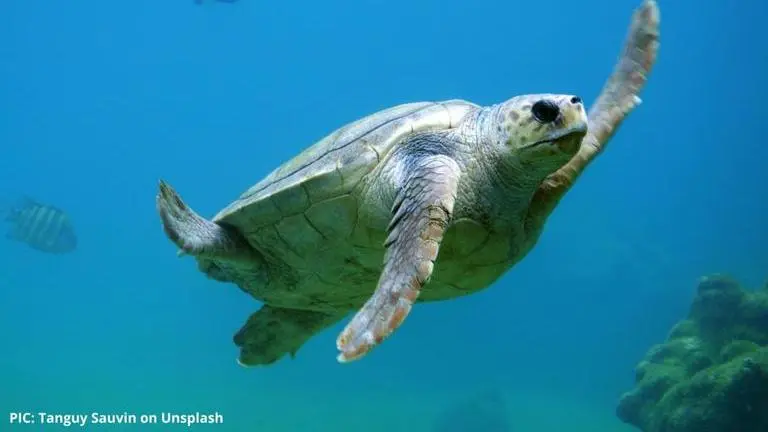 what is world turtle day