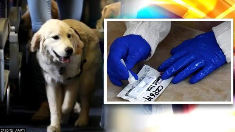 South Korea to give free COVID-19 tests to pets if they 'show symptoms' South Korea