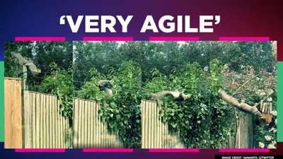 Thrilling video of squirrel overcoming hurdles to reach bird-feeder wins internet Video