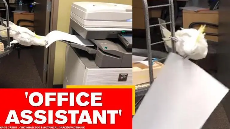 Reggie the cockatoo helps colleagues in office, netizens call him 'employee of the month'