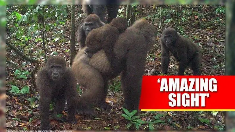 World's most endangered gorillas spotted with infants in Nigeria's forest World's Most Endangered