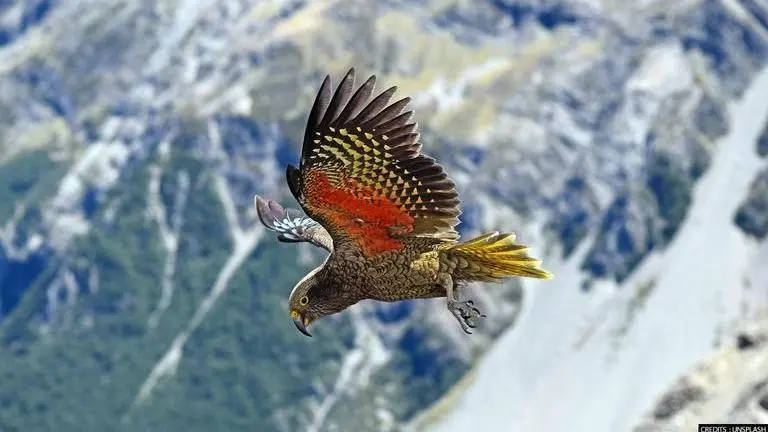 World’s only alpine parrot species may have moved to mountains to avoid humans: Study alpine parrot