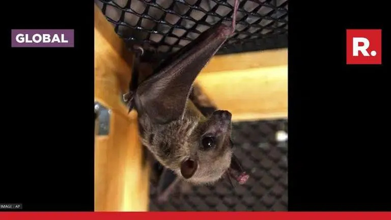 WHO confirms first-ever Marburg virus outbreak in Equatorial Guinea; what we know so far WHO