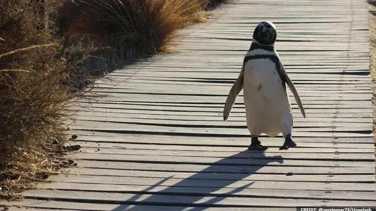 German zoo may have to feed animals to each other due to COVID-19 lockdown German