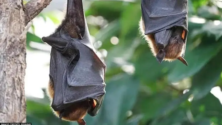 Nipah Virus scare: How to prevent infection? How does it spread from person to person? nipah virus