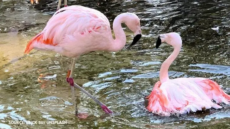 World migratory bird day 2020