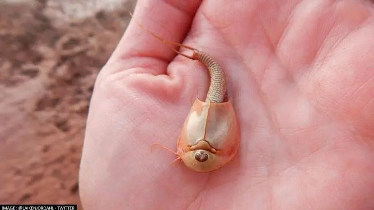 Three-eyed shrimps with pre-dinosaur era ancestors emerge in Arizona Dinosaur shrimp