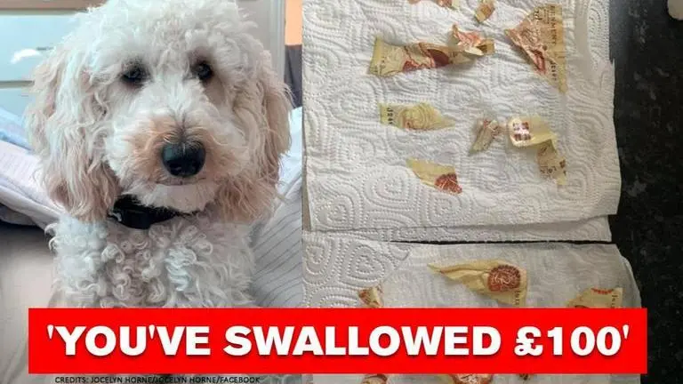 UK: Pet doggo gobbles savings worth 100 pounds, owner 'thought it was a prank' UK: 'Hungry' pet doUK: Pet doggo gobbles savings worth 100 pounds, owner 'thought it was a prank'ggo gobbles owner's savings worth 100 pounds