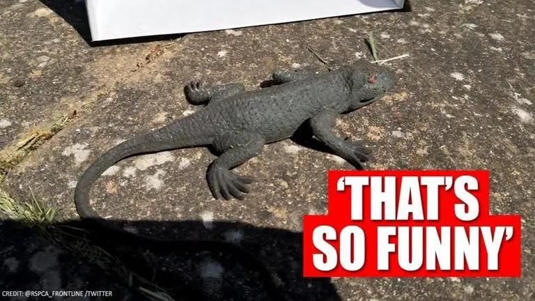 UK: Rescuer receives unexpected twist after responding to call about unresponsive lizard UK