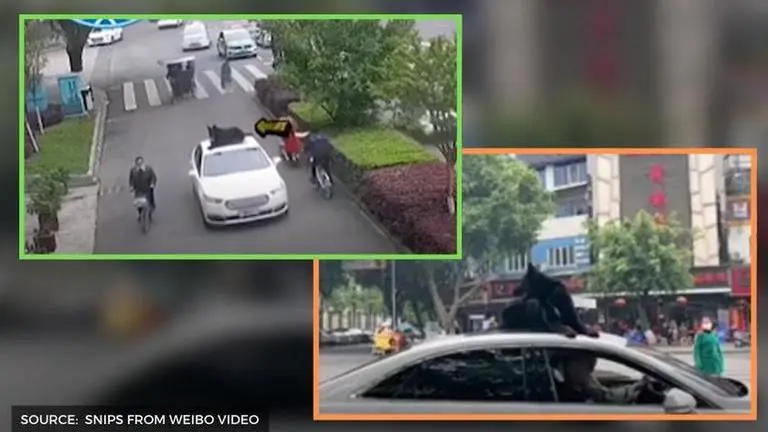 Bizarre video of dog on car roof as owner zooms around goes viral, netizens shocked viral