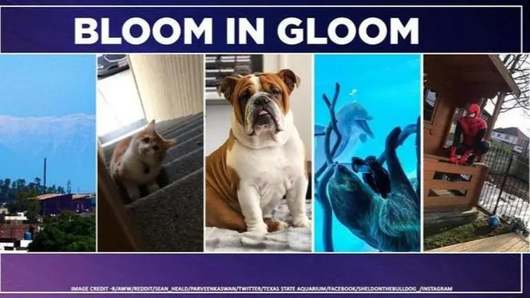 Good News: 5 positive stories to help you beat the coronavirus gloom Good News