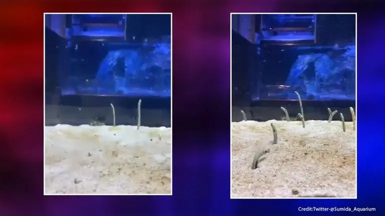 Japan zoo organises 'face-showing festival' for 'stressed out' eels amid COVID-19 lockdown Japan