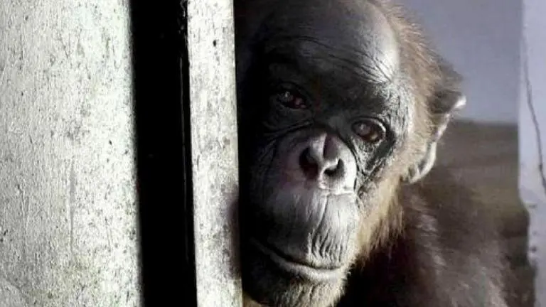 India's oldest chimpanzee Rita dies at Delhi zoo Rita