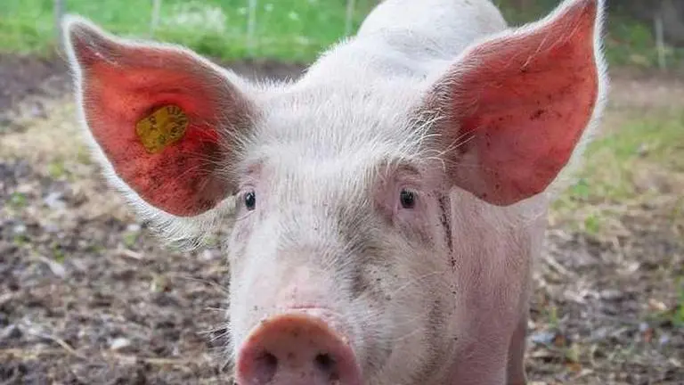 Pig injured after eating 'explosive' from garbage heap