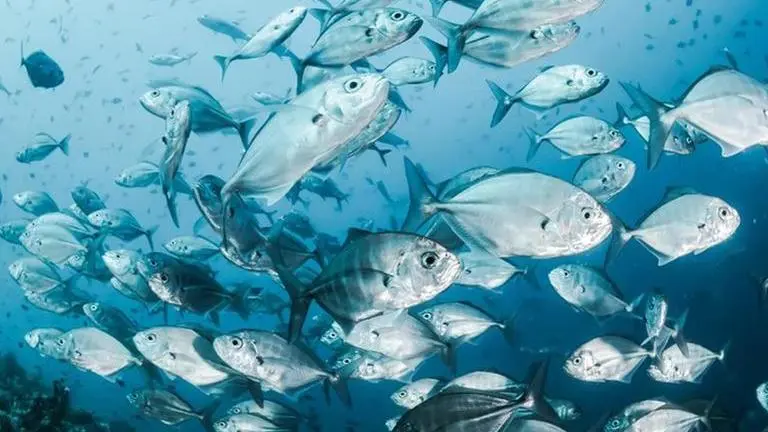 Climate change, blue foods, Aqua life, Fishery