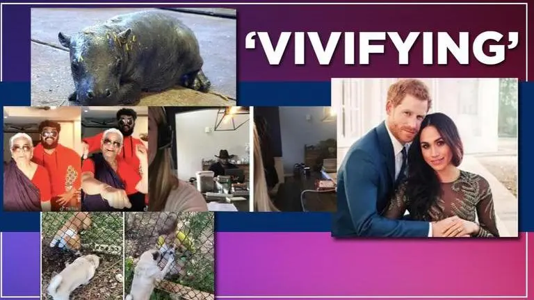 Good News: From grandma acing TikTok challenge to baby hippo, 5 stories winning Internet Good News