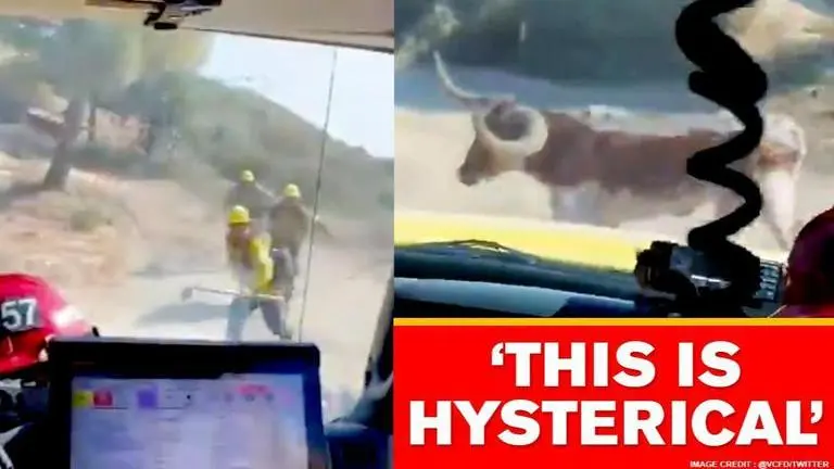 US: Firefighters extinguishing wild fire chased by angry bull, watch video US