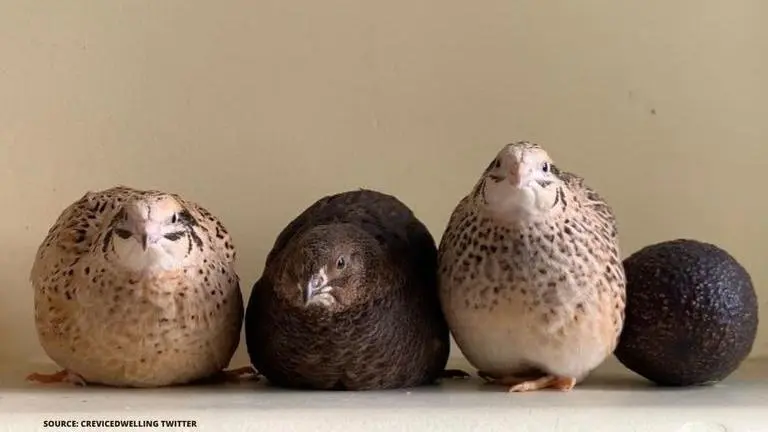 Forget inter-species friendships, this bird's bond with an avocado is winning internet viral