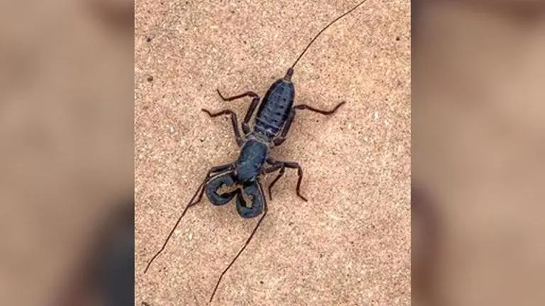 A 'spider-scorpion mix' bug goes viral after US park service shares pic; take a look spider