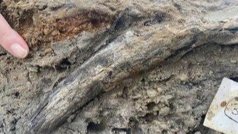 England: Remains of five 2,00,000-year-old ice age mammoths & Neanderthal tools discovered England