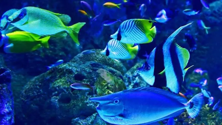 Climate change has decreased the number of species in tropical water, says study Climate change