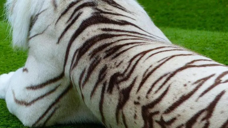 Exotic animal collector featured on 'Tiger King' is arrested