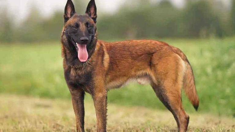 Bengal malinois 2024