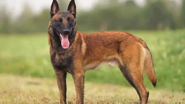 West Bengal Forest dept to add 2 more Malinois dog to its canine squad WB Forest dept to add 2 more Malinois dog to its canine squad