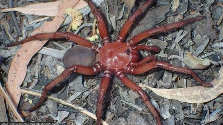 Queensland Museum of Australia discovers 'Euoplos dignitas' gigantic trapdoor spider spider