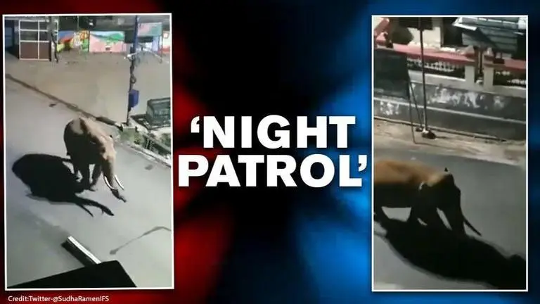 Kerala: Elephant 'patrols' streets at night amid COVID-19 lockdown, watch video Kerala: Elephant